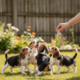 Playful beagle aggressive puppies, puppy training, dog toys, outdoor pet play
