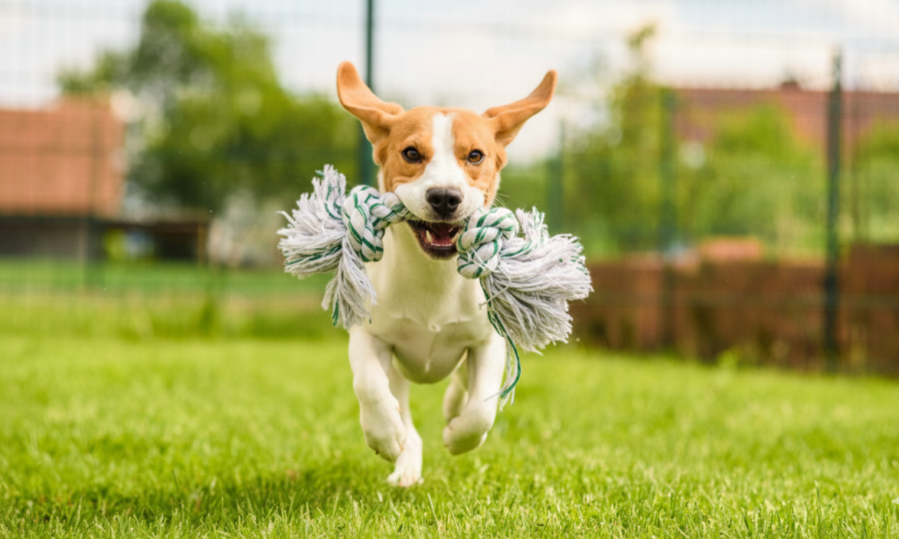 A young Beagle puppy practicing command and drop it training with a rope toy in a grassy and obedience l also show.