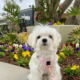 A small white dog sitting patiently in a garden, demonstrating that you can train a stubborn dog