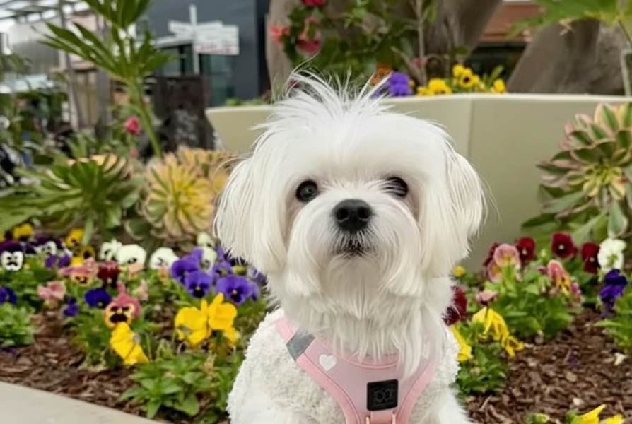 A small white dog sitting patiently in a garden, demonstrating that you can train a stubborn dog