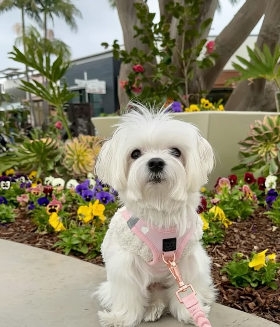 A small white dog sitting patiently in a garden, demonstrating that you can train a stubborn dog