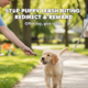 stop puppy leash biting giving rewards