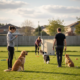 A group of people practicing distance training with a reactive dog and other calm dogs in an outdoor grassy field with professional handlers.