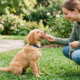 puppy training in the park using positive reinforcement.