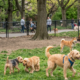 Socialize your dog outside of the home dogs are socialize in park. many dogs are present in the park with owners.