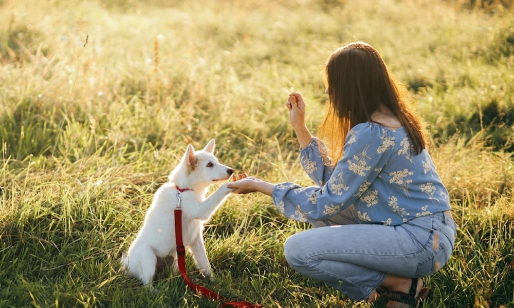 a girl train a white dog out side that is obedience training.