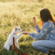 a girl train a white dog out side that is obedience training.