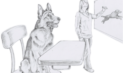 Build Your Dog Up with Clear Communication during training session