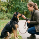 Training a reactive dog requires patience, consistency, and the right techniques. The goal is to help your dog stay calm, confident, and controlled when faced with triggers. Here are the most effective and authentic reactive dog training techniques that professional trainers use: