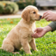 puppy obedience training in the park. a golden puppy sting on the grass with owner.