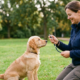 clicker training of dog in the park .a golden dog sit on the grass with female