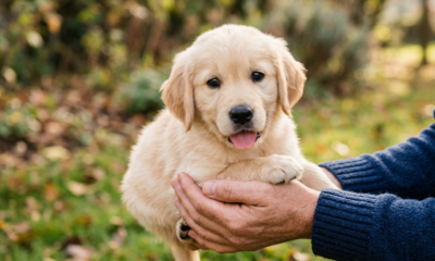 puppy training in the park with 777 roles .puppy sitting in the hand of female ,