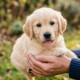 puppy training in the park with 777 roles .puppy sitting in the hand of female ,