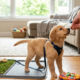 Puppy house training in the bedroom . owner giving food of puppy a golden puppy enjoy food