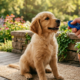 puppy clicker training in the park .a golden puppy sitting on the floor the owner