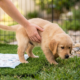 potty training in the park. a golden puppy in the hand of female .