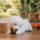 puppy training is out door. a white puppy sitting and play with ball . puppy is peaceful enviornment
