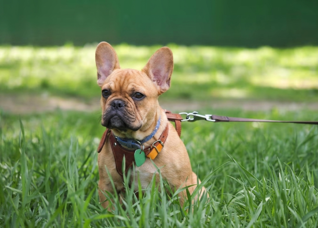 leash training is out side. puppy sitting on grass.
