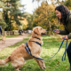 The adolescent dog, wearing a blue harness and leash, looks intently at the woman, ready for a reward. The trainer is smiling and holding a clicker and a treat bag in a park setting. In the background, a person walks another dog down a blurred path. This image captures the positive approach needed when working with an adolescent dog during the teenage phase.