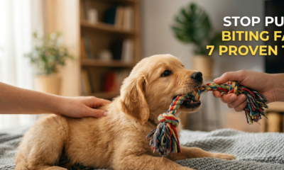 A golden retriever puppy biting a colorful braided rope toy on a grey blanket, while a person's hands gently hold the toy and pet the puppy. Bold text in the upper right reads "STOP PUPPY BITING FAST: 7 PROVEN TIPS".