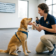 An expert dog trainer gently holding a golden dog's chin during a dog obedience training session in a well-equipped indoor facility, showcasing proper hand placement and handling techniques.