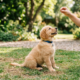 Puppy Commands training in the park . puppy sitting on grass. a female giving foof a golden puppy learn commands