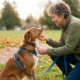 An older woman with curly gray hair, wearing a green fleece jacket and jeans, kneels on the grass in a park on an autumn day. She is gently touching the chin of a medium-sized, brown and white adult dog wearing a blue harness and leash. The dog is sitting and looking up attentively at her face. A black treat pouch is clipped to the woman's waist, and fallen orange leaves scatter the ground behind them.