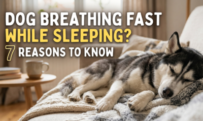 A photograph of a black and white Siberian Husky puppy fast asleep on a textured grey and cream blanket on a sofa. Large white and yellow text overlay in the upper left corner reads: 'DOG BREATHING FAST WHILE SLEEPING? 7 REASONS TO KNOW,' highlighting the number 7. A warm domestic background shows a coffee cup and books on a side table.