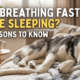 A photograph of a black and white Siberian Husky puppy fast asleep on a textured grey and cream blanket on a sofa. Large white and yellow text overlay in the upper left corner reads: 'DOG BREATHING FAST WHILE SLEEPING? 7 REASONS TO KNOW,' highlighting the number 7. A warm domestic background shows a coffee cup and books on a side table.