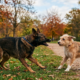 The German Shepherd, previously known for being well-behaved, became suddenly aggressive towards other dogs.