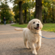 A cute Golden Retriever puppy walking happily on a leash along a paved pathway in a park during sunset, with green trees and a soft blurred background."