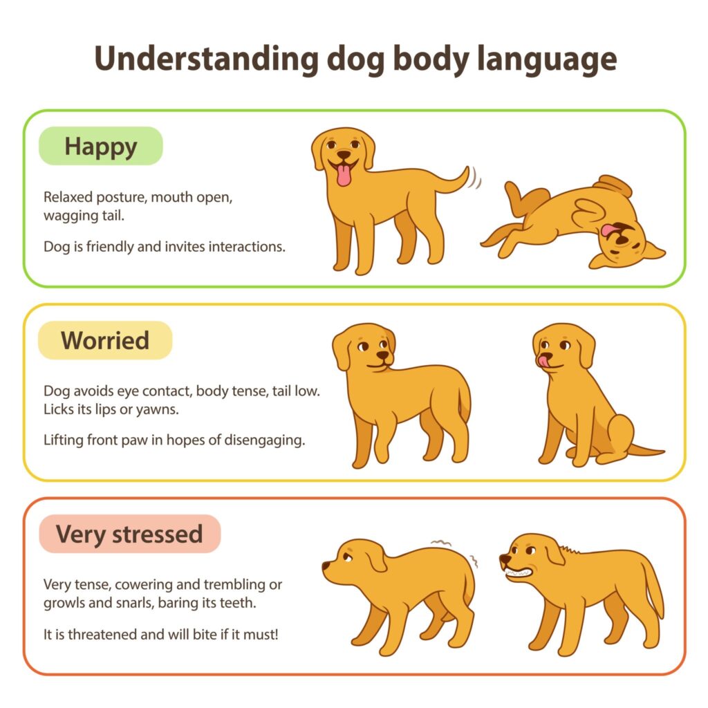 understanding dog body language   one image show dog is happy another show worried  and last image show  dogs ara very stressed