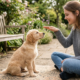 Puppy commands training at outside of home . puppy learn sitting command .