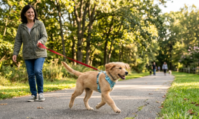Well-trained Golden Retriever sitting quietly by its owner as people pass by, showing how to teach a dog to ignore strangers."