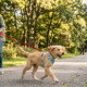 Well-trained Golden Retriever sitting quietly by its owner as people pass by, showing how to teach a dog to ignore strangers."