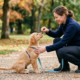 puppy training in the park . a golgen puppy sitting with female . a female giving food . puppy wear blue leash