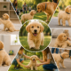 How to Socialize a Puppy with people, children, and other friendly dogs during positive socialization activities.