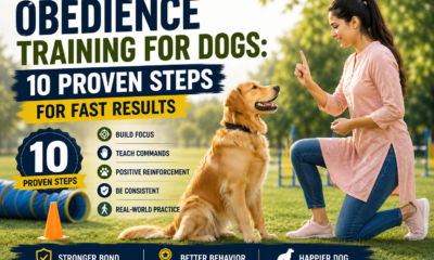 Obedience training for dogs showing a woman using hand commands and positive reinforcement to train a Golden Retriever in an outdoor park.