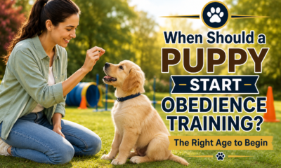 When should a puppy start obedience training? A woman teaching basic obedience commands to a young Golden Retriever puppy in a garden.