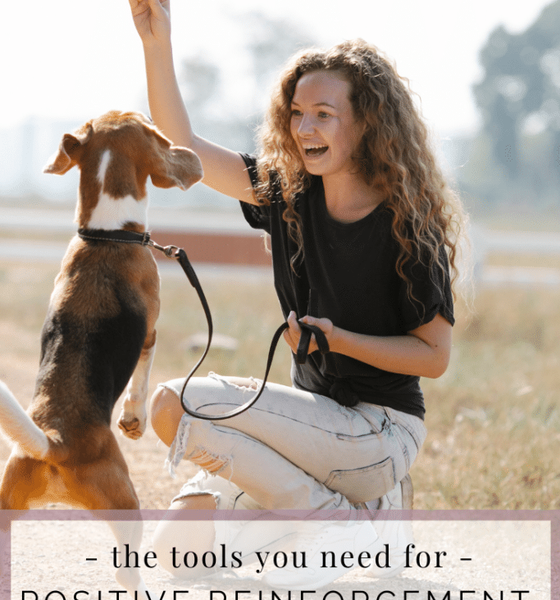 Young woman using positive reinforcement techniques during a puppy obedience training session outdoors with a Beagle puppy.