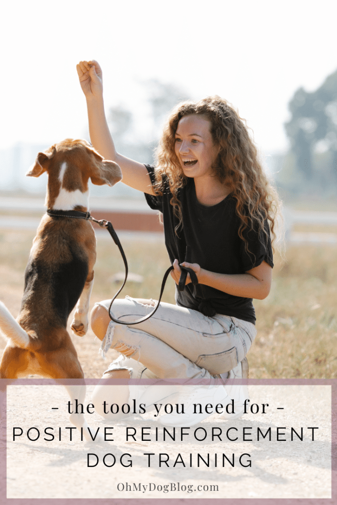 Young woman using positive reinforcement techniques during a puppy obedience training session outdoors with a Beagle puppy.